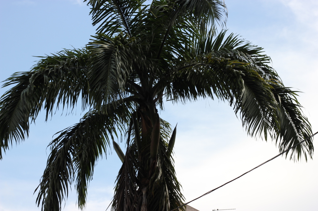 roberto_de_rosa_singapore_8